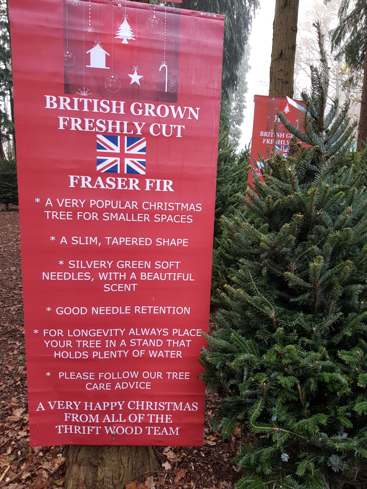 Christmas At Thrift Wood Fresh Christmas Trees in Milton Keynes